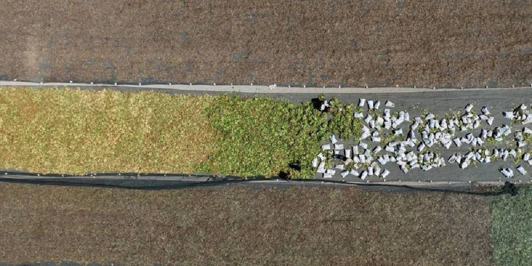 Havalar sıcak, hasat zorlayıcı! Her şeye rağmen ekmek mücadelesi sürüyor: Kilosu 165 TL’den veriliyor 3